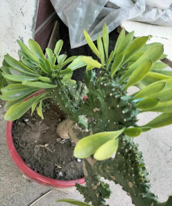 家里阳光不足怎么养花，选对植物种类，掌握养护技巧