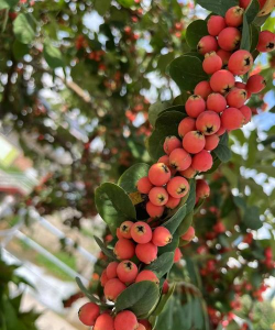 家里阳光不足怎么养花，选对植物种类，掌握养护技巧