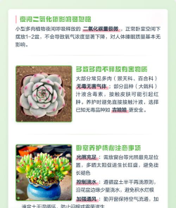 家里阳光不足怎么养花，选对植物种类，掌握养护技巧