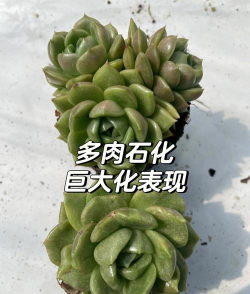 家里阳光不足怎么养花，选对植物种类，掌握养护技巧