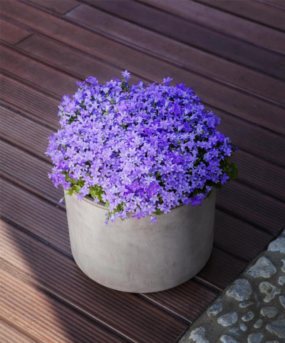 家里阳光不足怎么养花，选对植物种类，掌握养护技巧