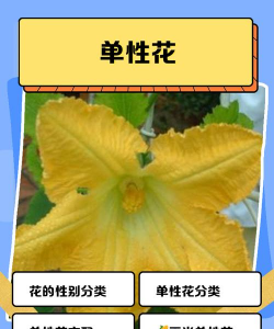 家里阳光不足怎么养花，选对植物种类，掌握养护技巧