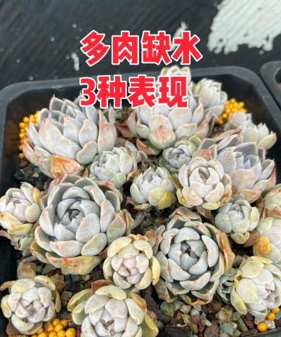 家里阳光不足怎么养花，选对植物种类，掌握养护技巧