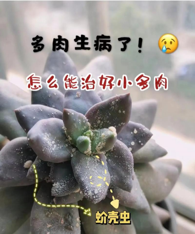 家里阳光不足怎么养花，选对植物种类，掌握养护技巧