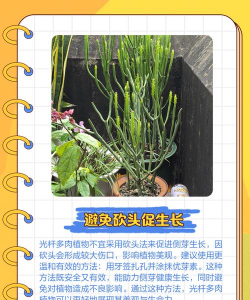 家里阳光不足怎么养花，选对植物种类，掌握养护技巧