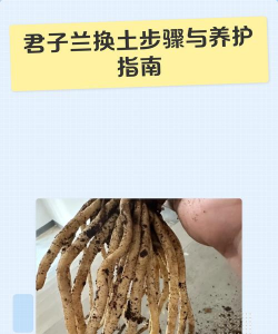 家里阳光不足怎么养花，选对植物种类，掌握养护技巧