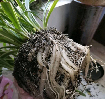 家里阳光不足怎么养花，选对植物种类，掌握养护技巧