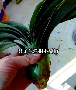家里阳光不足怎么养花，选对植物种类，掌握养护技巧