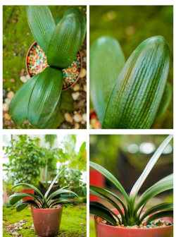 家里阳光不足怎么养花，选对植物种类，掌握养护技巧