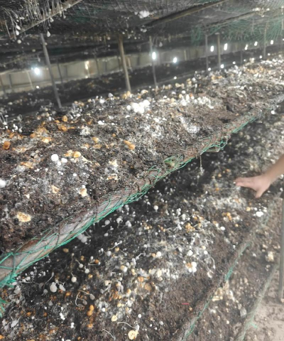 家里阳光不足怎么养花，选对植物种类，掌握养护技巧