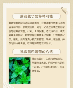 家里阳光不足怎么养花，选对植物种类，掌握养护技巧