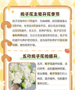 家里阳光不足怎么养花，选对植物种类，掌握养护技巧