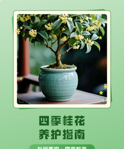 家里阳光不足怎么养花，选对植物种类，掌握养护技巧