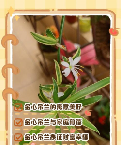 家里阳光不足怎么养花，选对植物种类，掌握养护技巧