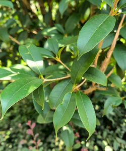 家里阳光不足怎么养花，选对植物种类，掌握养护技巧