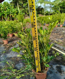 家里阳光不足怎么养花，选对植物种类，掌握养护技巧