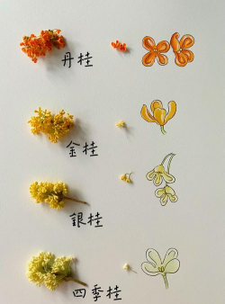 家里阳光不足怎么养花，选对植物种类，掌握养护技巧