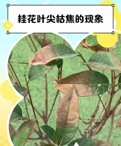 家里阳光不足怎么养花，选对植物种类，掌握养护技巧