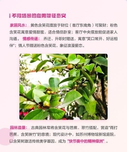 家里阳光不足怎么养花，选对植物种类，掌握养护技巧