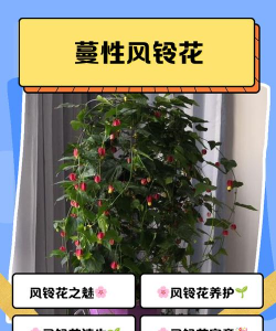 家里阳光不足怎么养花，选对植物种类，掌握养护技巧