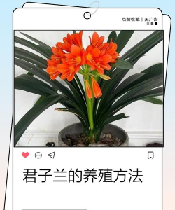 家里阳光不足怎么养花，选对植物种类，掌握养护技巧