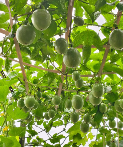 家里阳光不足怎么养花，选对植物种类，掌握养护技巧