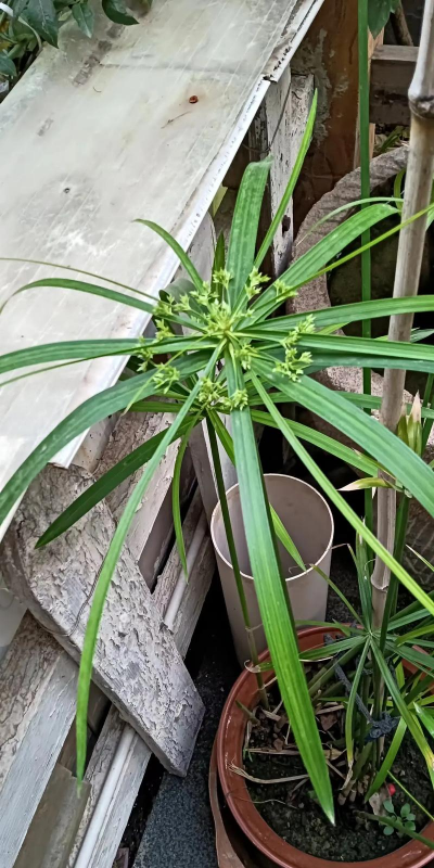 家里阳光不足怎么养花，选对植物种类，掌握养护技巧