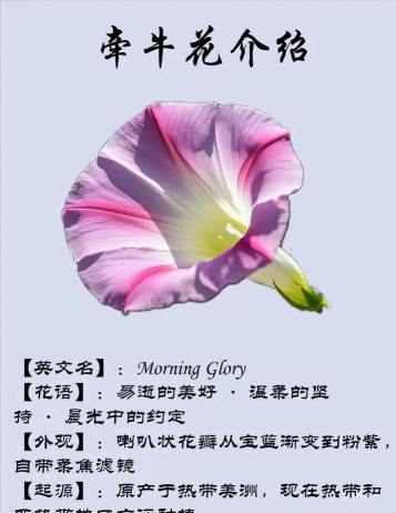 家里阳光不足怎么养花，选对植物种类，掌握养护技巧