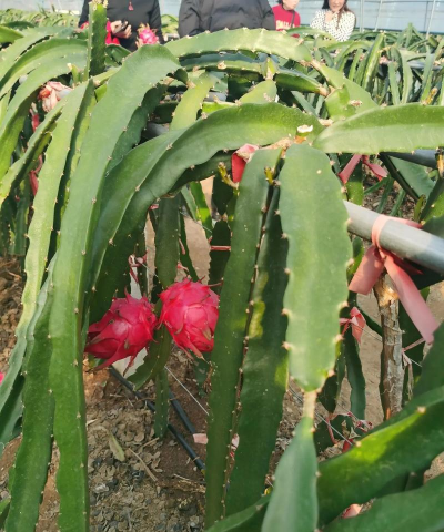 家里阳光不足怎么养花，选对植物种类，掌握养护技巧