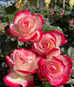 家里阳光不足怎么养花，选对植物种类，掌握养护技巧