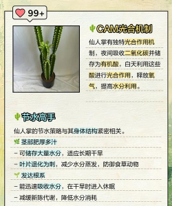 家里阳光不足怎么养花，选对植物种类，掌握养护技巧