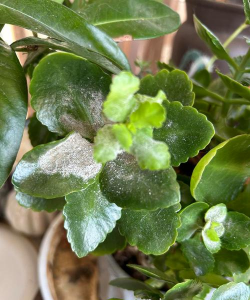 家里阳光不足怎么养花，选对植物种类，掌握养护技巧