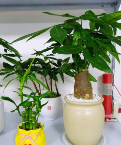 家里阳光不足怎么养花，选对植物种类，掌握养护技巧