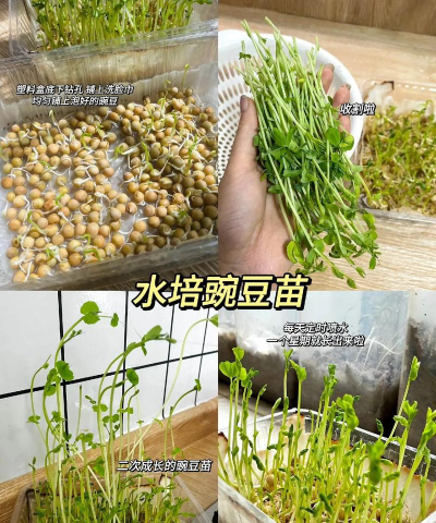 家里阳光不足怎么养花，选对植物种类，掌握养护技巧