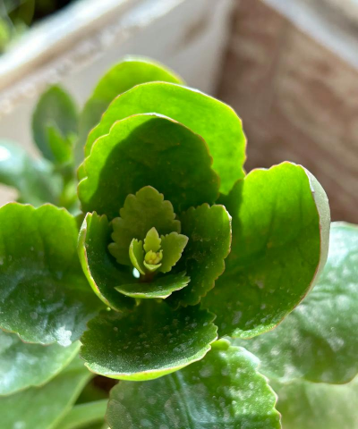 家里阳光不足怎么养花，选对植物种类，掌握养护技巧