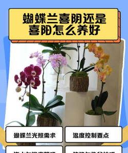 家里阳光不足怎么养花，选对植物种类，掌握养护技巧