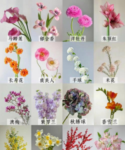 家里阳光不足怎么养花，选对植物种类，掌握养护技巧