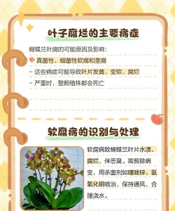 家里阳光不足怎么养花，选对植物种类，掌握养护技巧