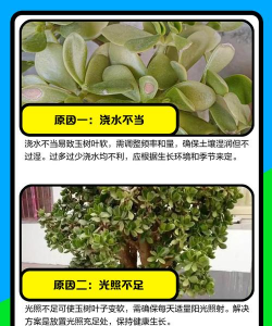 家里阳光不足怎么养花，选对植物种类，掌握养护技巧