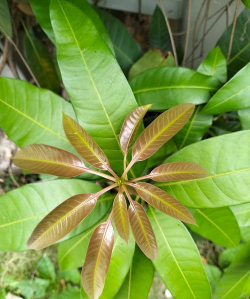 家里阳光不足怎么养花，选对植物种类，掌握养护技巧