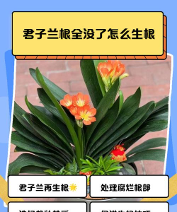家里阳光不足怎么养花，选对植物种类，掌握养护技巧