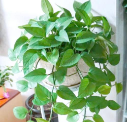 家里阳光不足怎么养花，选对植物种类，掌握养护技巧