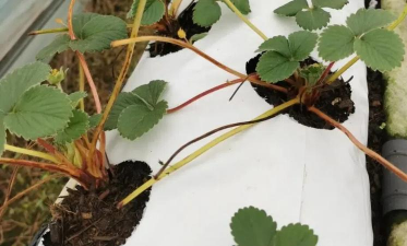 家里阳光不足怎么养花，选对植物种类，掌握养护技巧