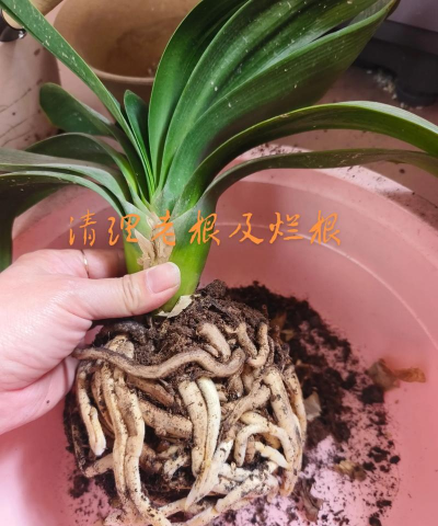 家里阳光不足怎么养花，选对植物种类，掌握养护技巧