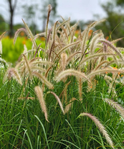 家里阳光不足怎么养花，选对植物种类，掌握养护技巧