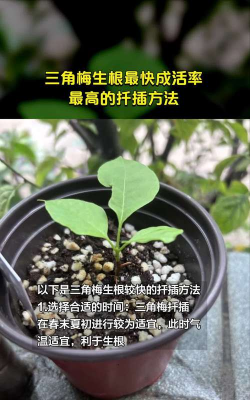 家里阳光不足怎么养花，选对植物种类，掌握养护技巧