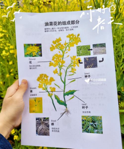 家里阳光不足怎么养花，选对植物种类，掌握养护技巧