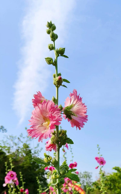 家里阳光不足怎么养花，选对植物种类，掌握养护技巧