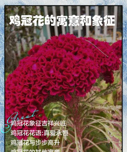 小众送妈妈的花有哪些花