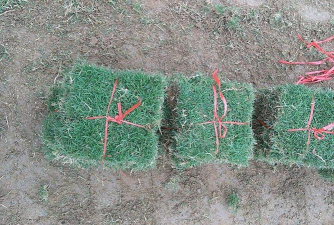 家里阳光不足怎么养花，选对植物种类，掌握养护技巧